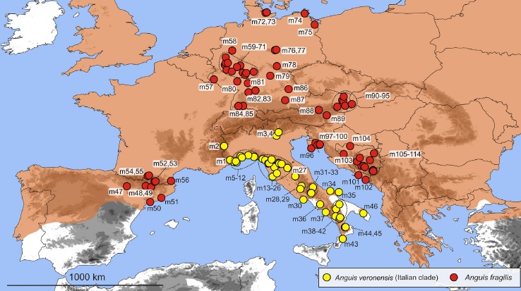 Carte des Orvets (Gvozdik et al., 2013)